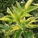 Sambucus nigra 'Aureomarginata' P18